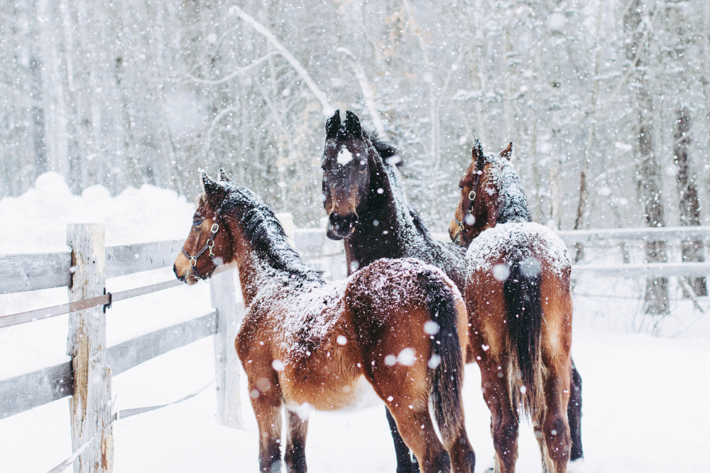 Entertain Your Bored Horse in Winter