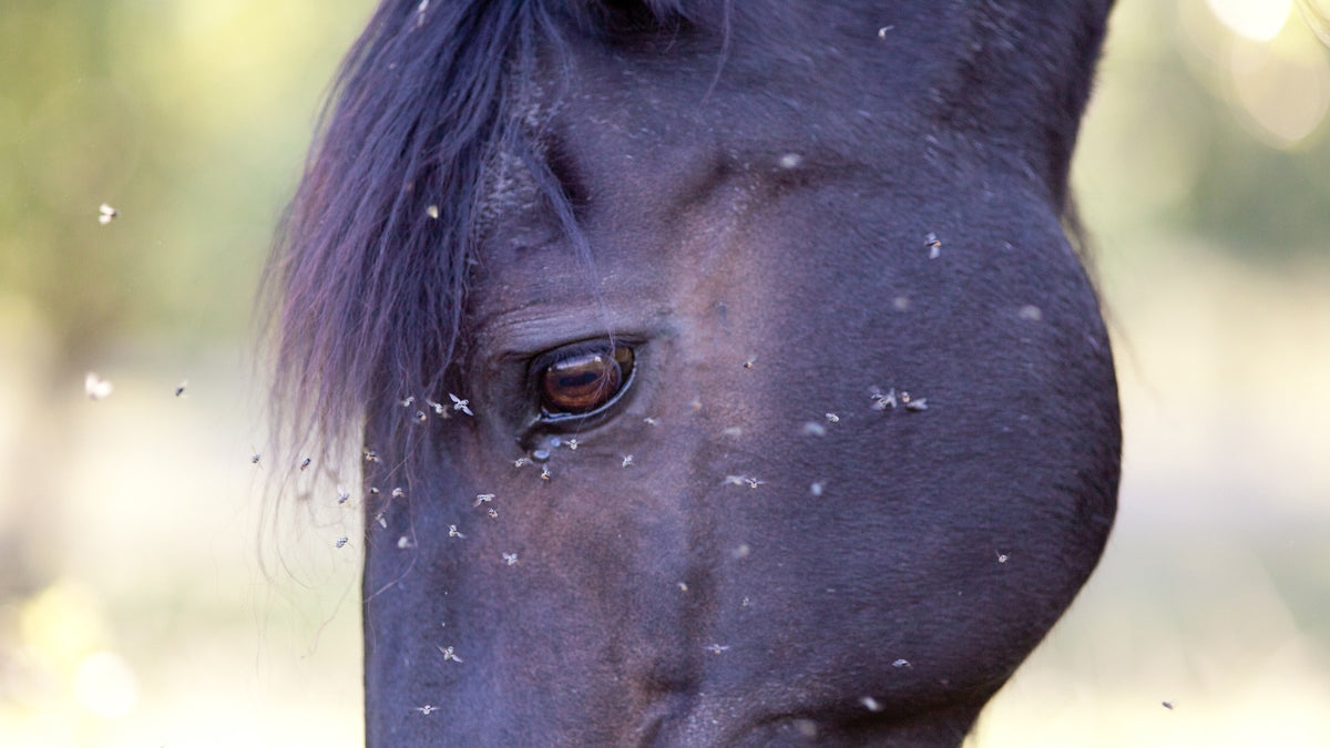 Profile of a horse head that is grazing in pasture surrounded by flies. 