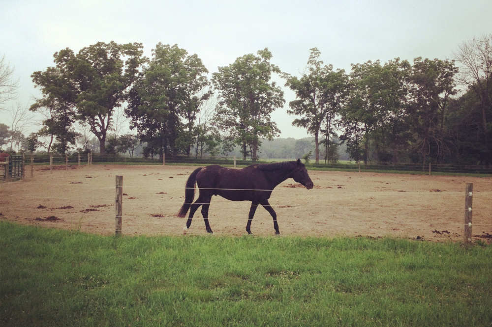 Why Horses Get Sore Feet and How You Can Help