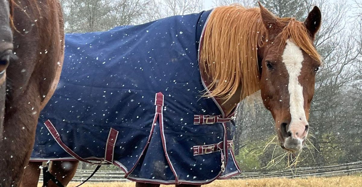 Blanketing Your Horse: A Vet’s Perspective