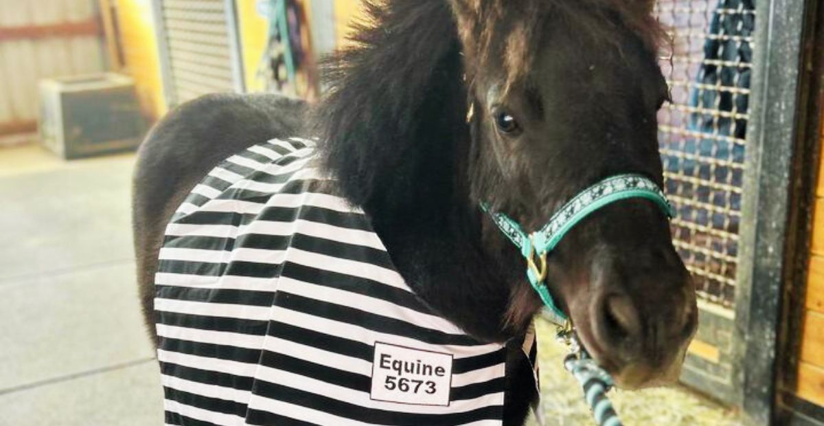 Boots the Mini Horse: From Kill Pen Inmate to Prisoner of Love