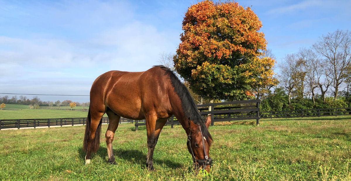 How Can Fall Grass Affect Hoof Health? A Veterinarian's Perspective