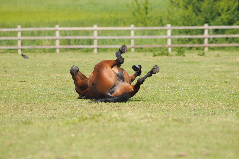 Spring Colic in Horses