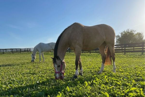 Has Grazing Muzzle Season Arrived?