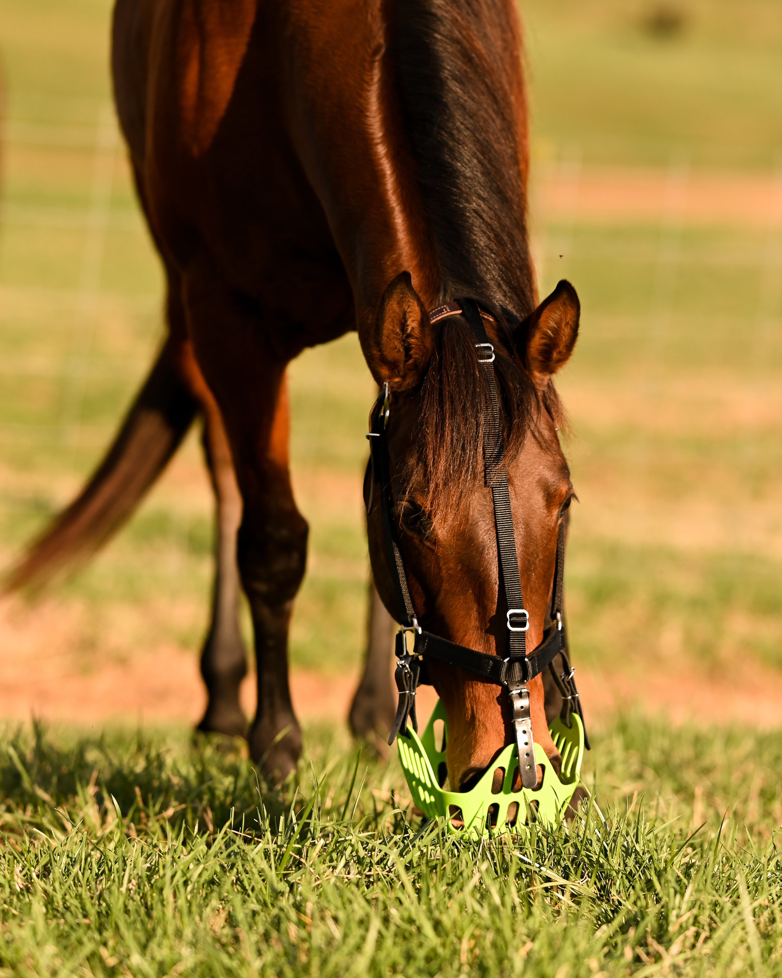 GreenGuard Grazing Muzzle