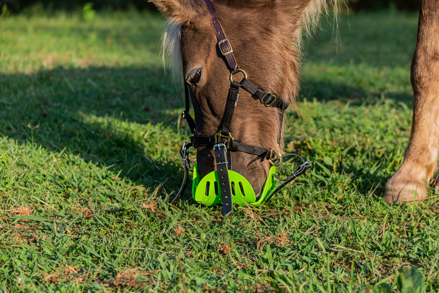 GreenGuard Grazing Muzzle