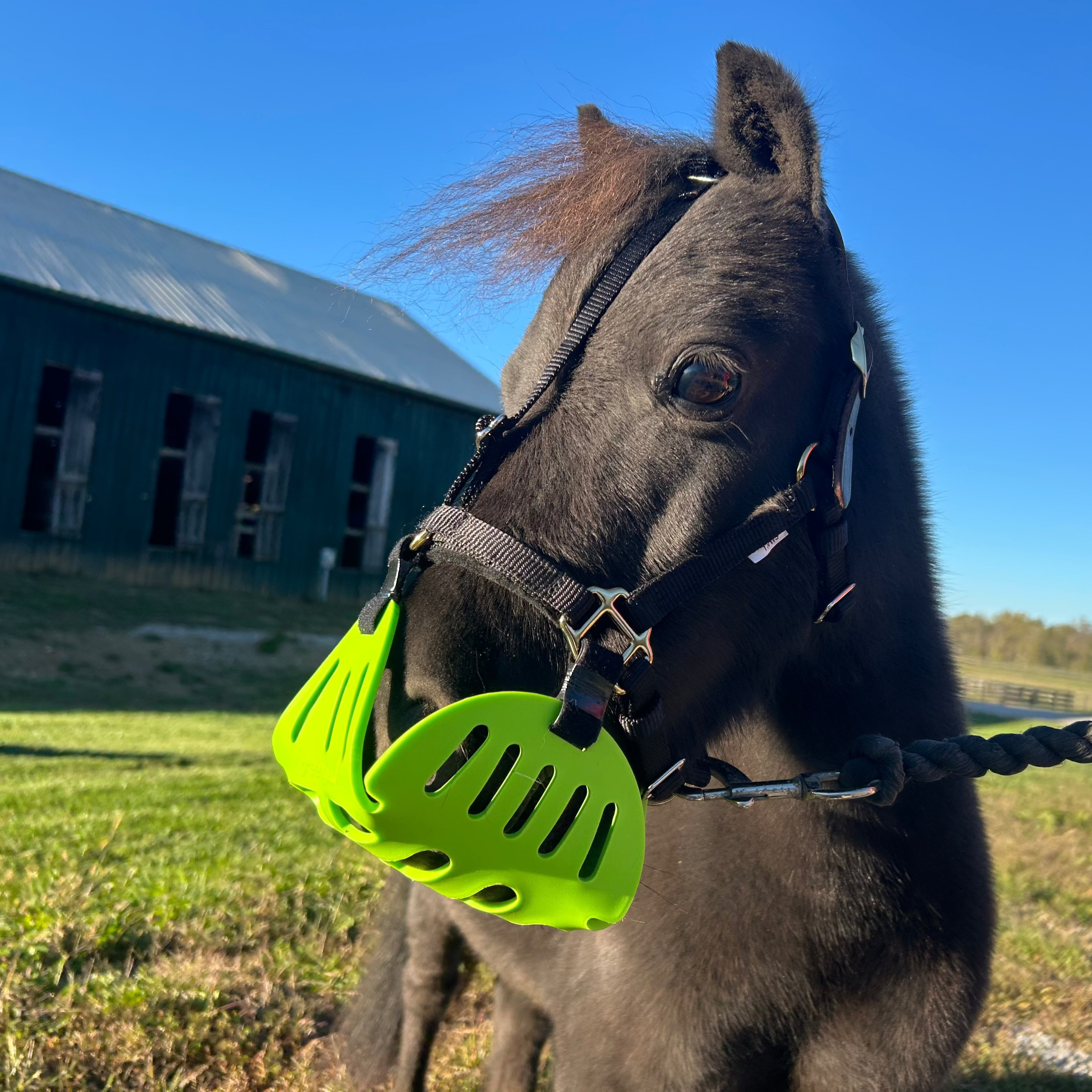 GreenGuard Grazing Muzzle