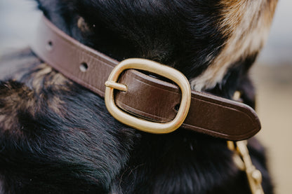 GG Premium Leather Dog Collar