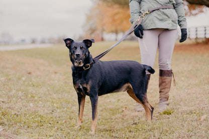 GG Hands-Free Leather &amp; Brass Dog Leash