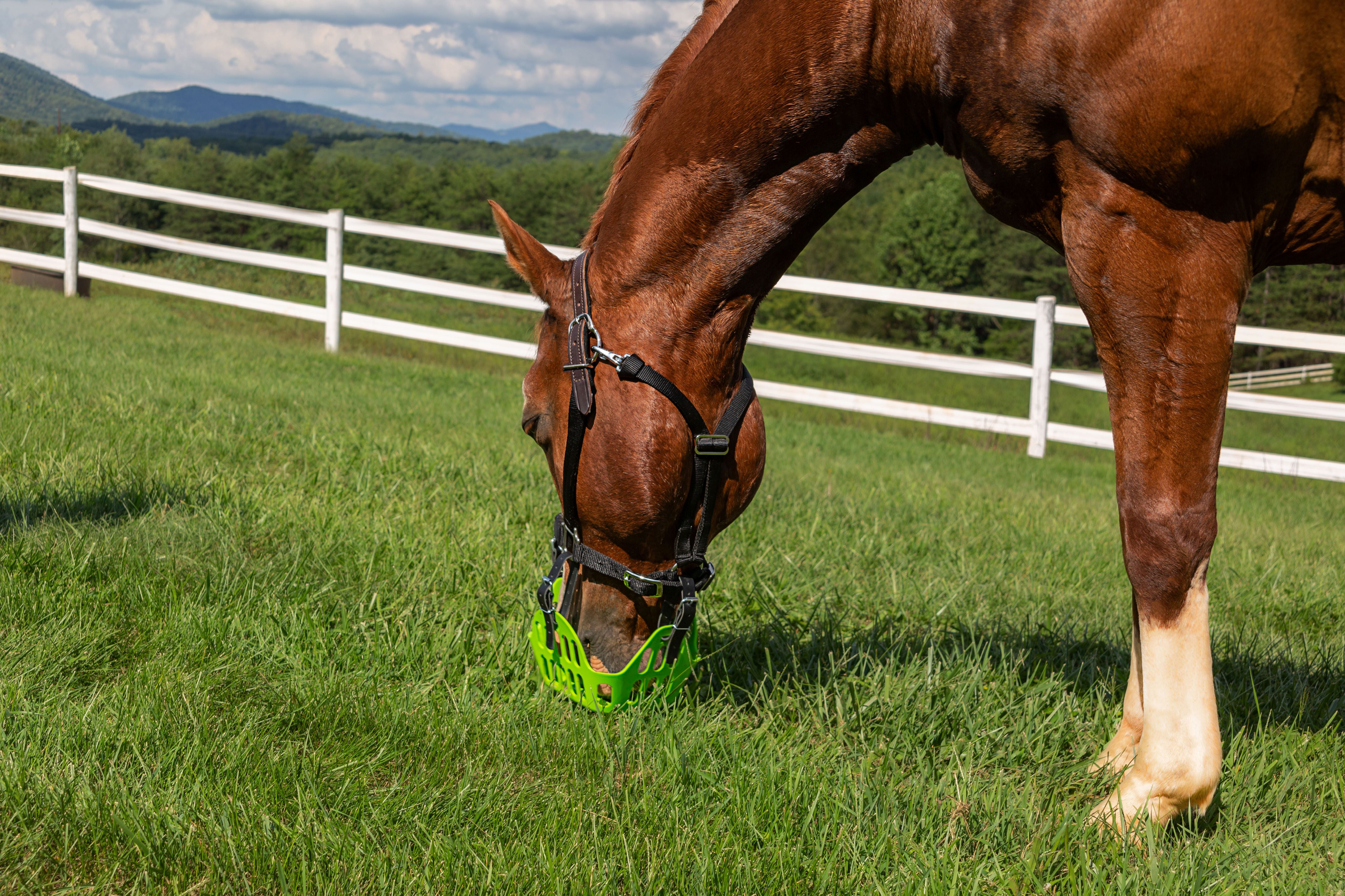 Greenguard muzzle cheap